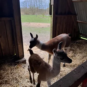 Farm stay Farm, Billund